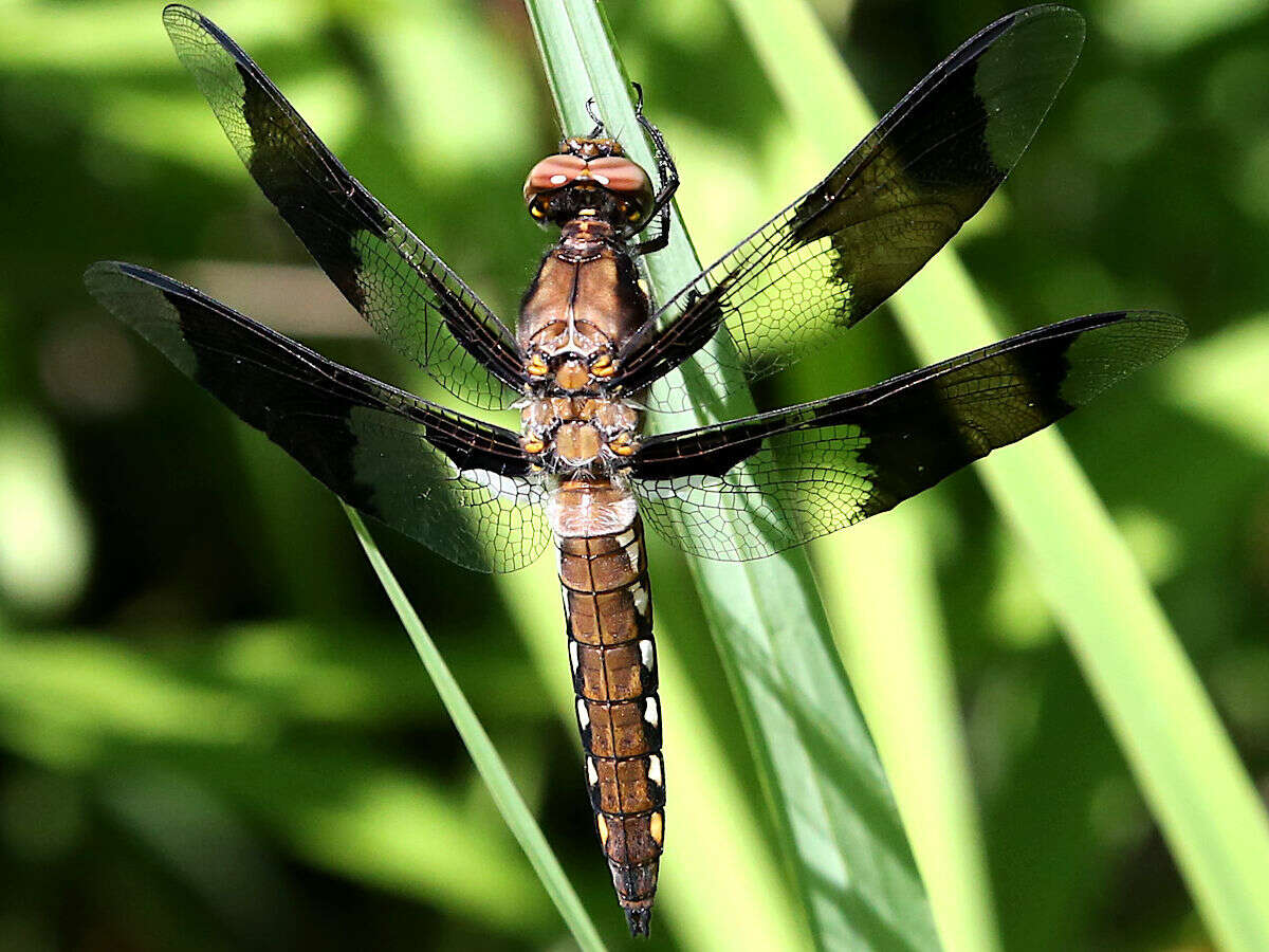 Imagem de Plathemis Hagen 1861