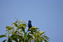 Image of Indigo Bunting