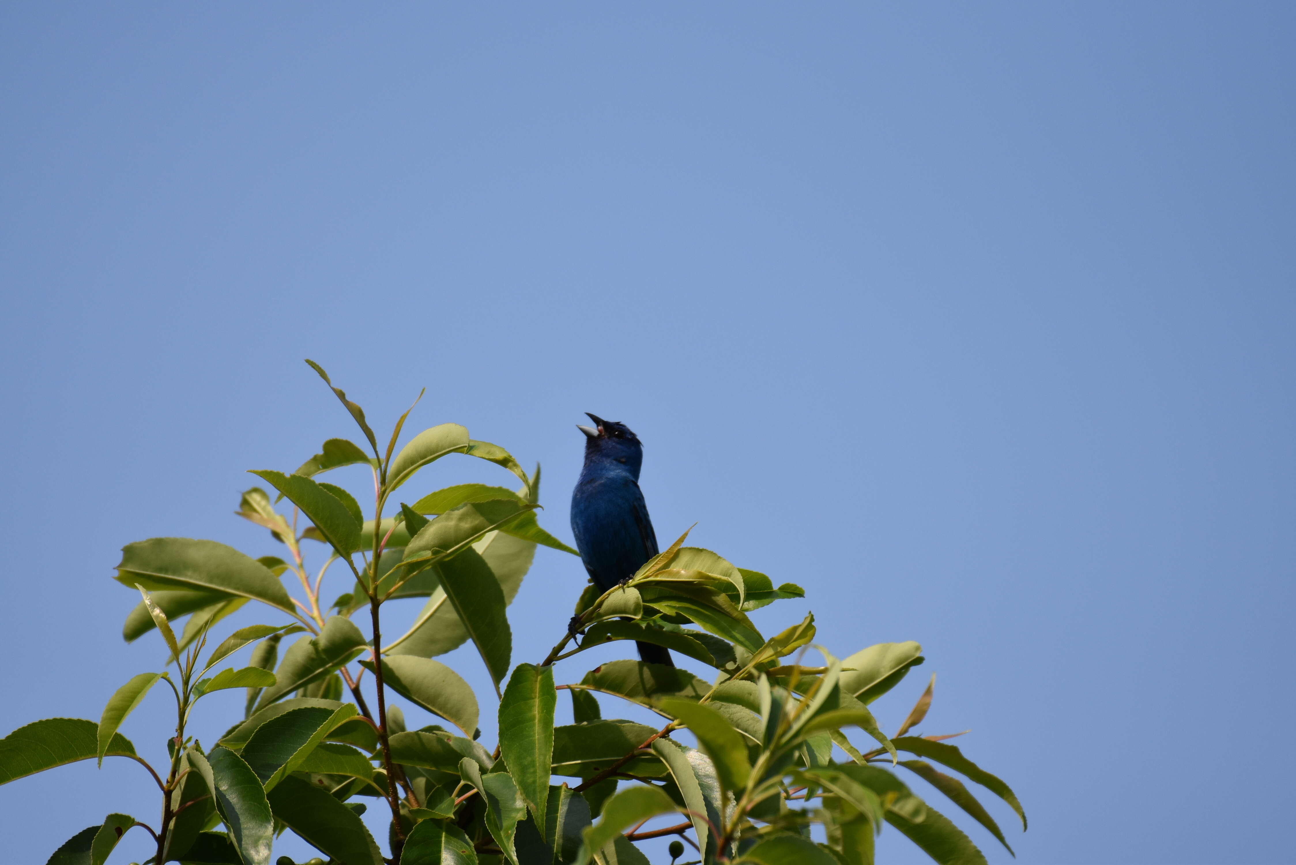 Image of Indigo Bunting