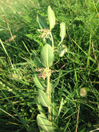 Image of <i>Asclepias viridiflora</i>