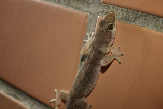 Image of Oriental Leaf-toed Gecko