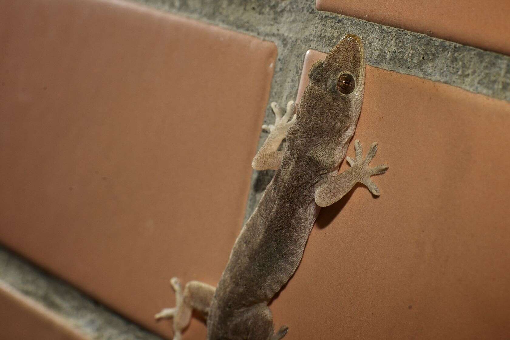 Hemidactylus bowringii (Gray 1845) resmi