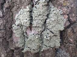 Image of Common greenshield lichen