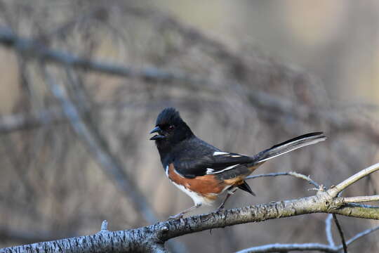 Image of Eastern Towhee