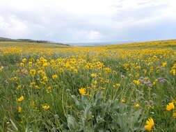 Sivun Helianthella uniflora (Nutt.) Torr. & A. Gray kuva