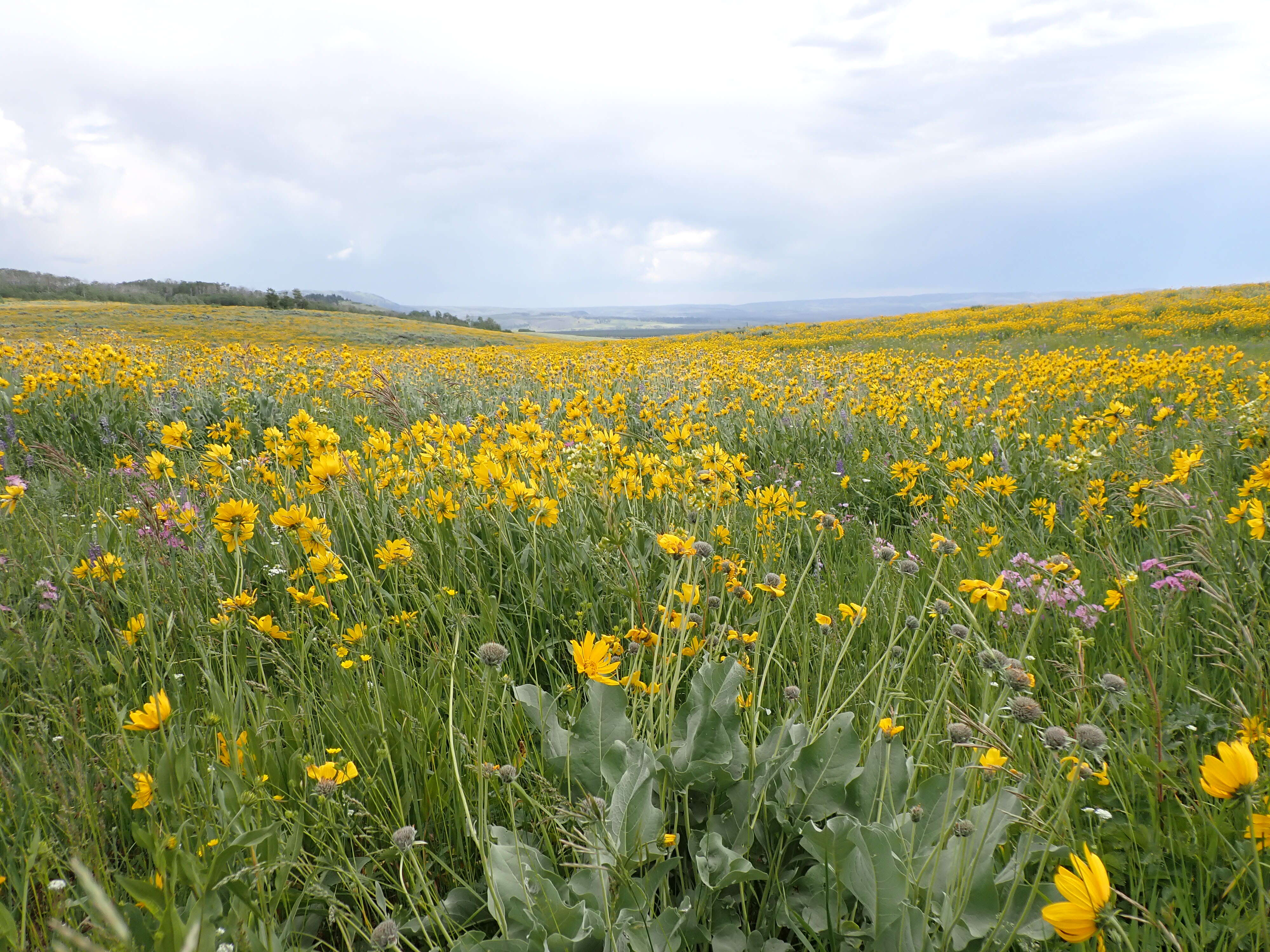 Sivun Helianthella uniflora (Nutt.) Torr. & A. Gray kuva