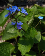 Image of False Forget-Me-Not