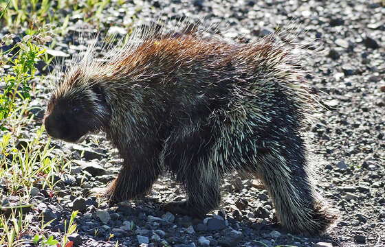 Image of Erethizon dorsata