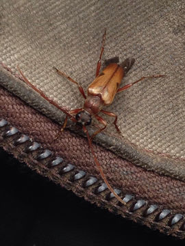 Image of <i>Lepturopsis biforis</i> (Newman 1841)