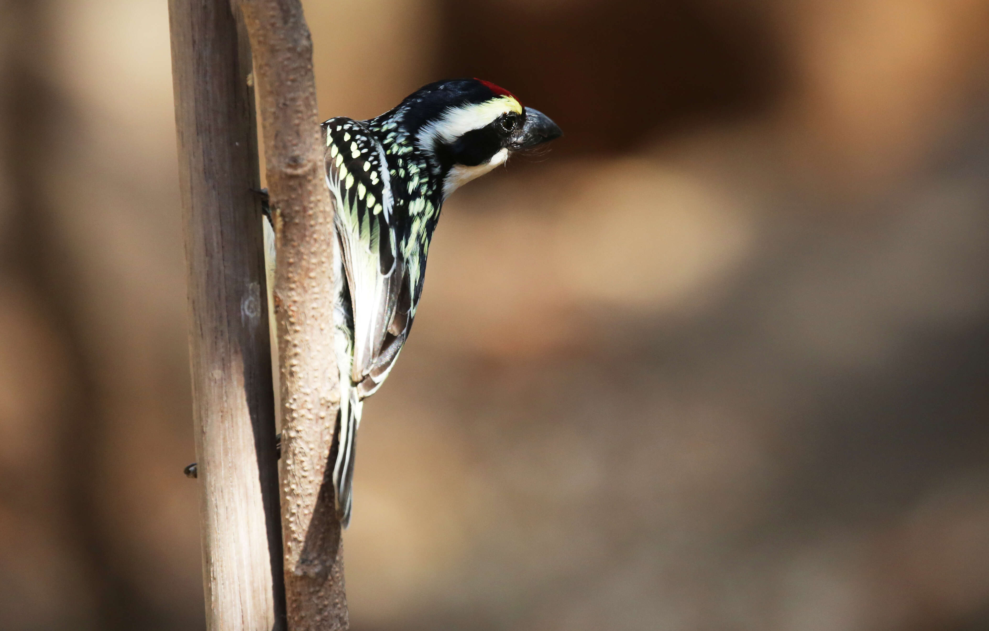 Image of Acacia Pied Barbet