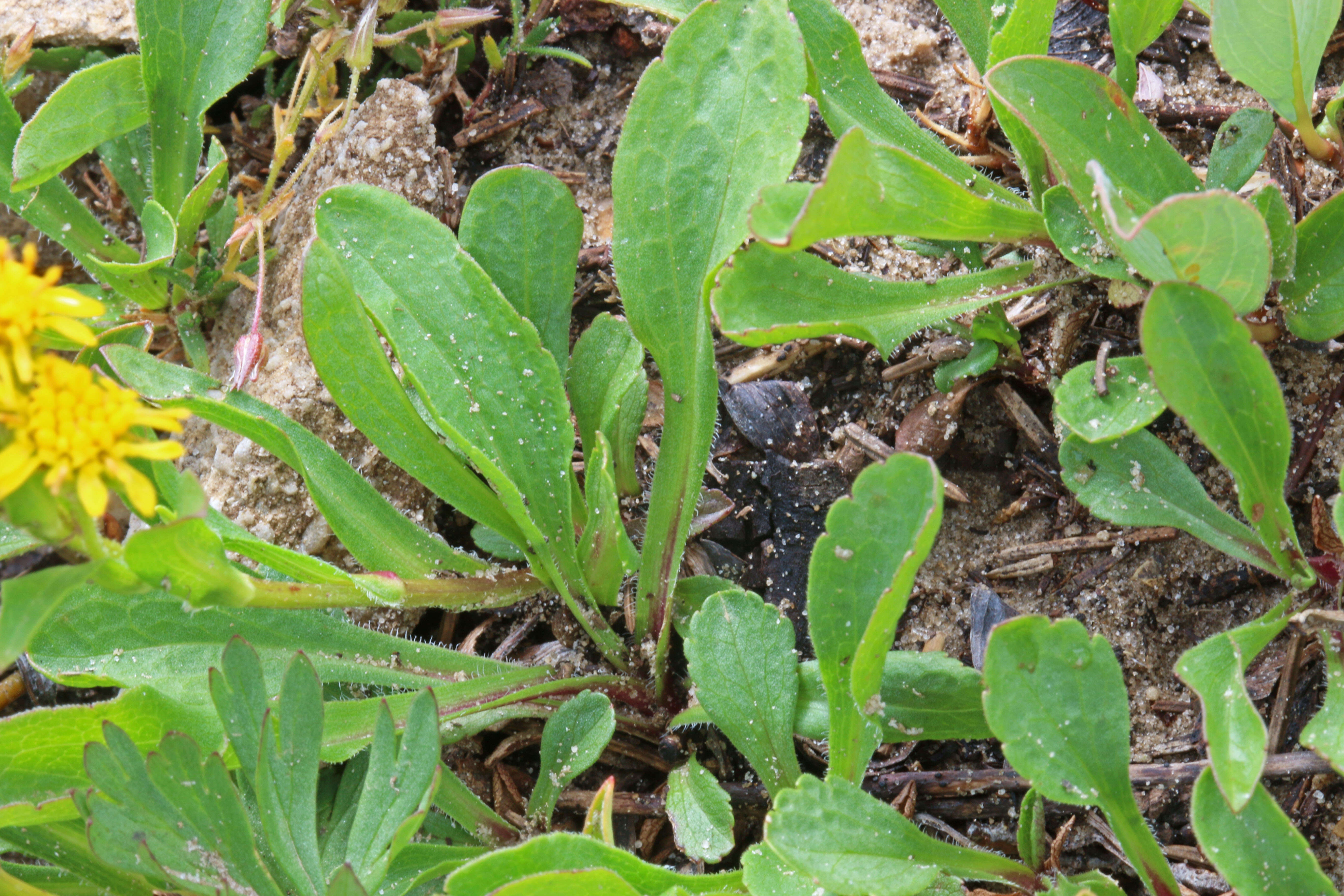 Image of Rocky Mountain goldenrod