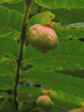 18.https www inaturalist org photos 2174056.580x360