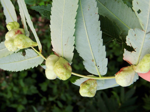 18.https www inaturalist org photos 2174057.580x360