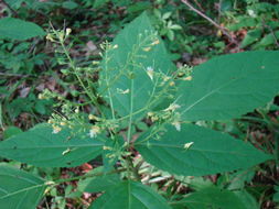 Image of <i>Collinsonia canadensis</i>
