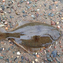 Image of Winter flounder