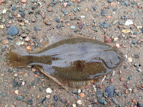 Image of Winter flounder