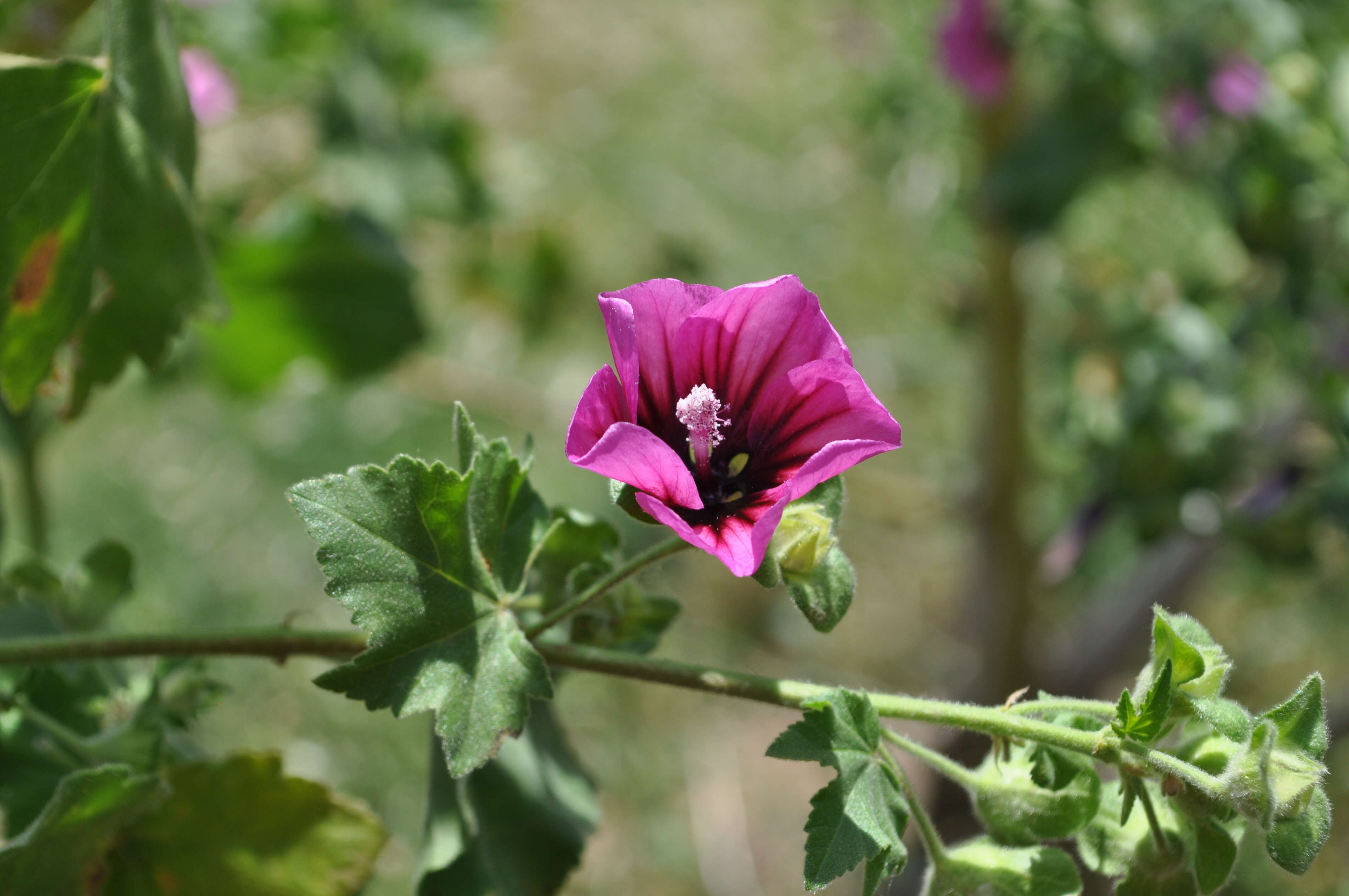 Imagem de Malva arborea (L.) Webb & Berth.