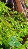 Image of common striated feather-moss