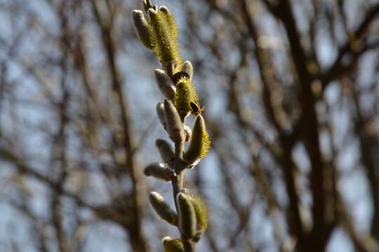 Imagem de Salix cinerea L.