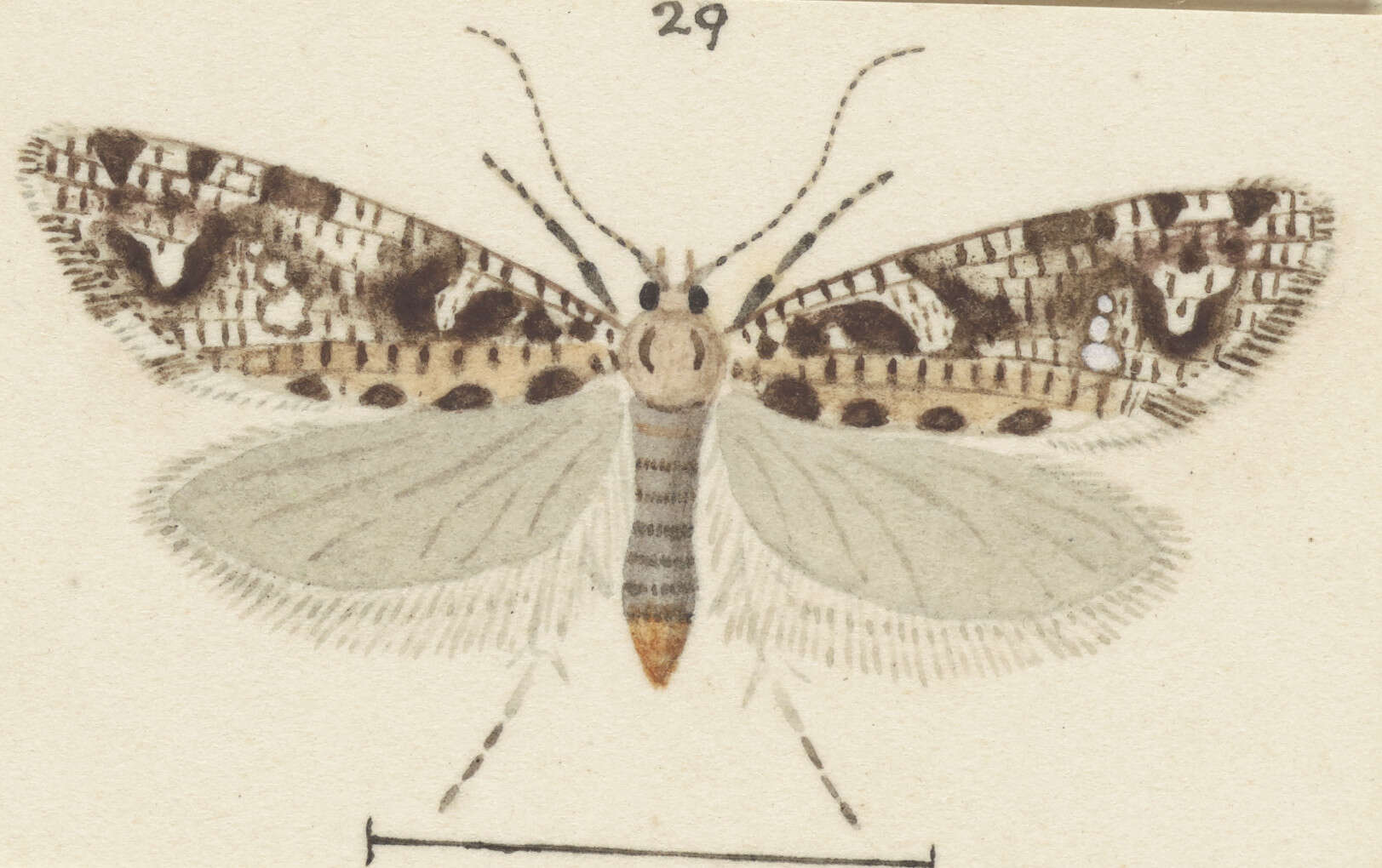 Image of Orthenches dictyarcha Meyrick 1927