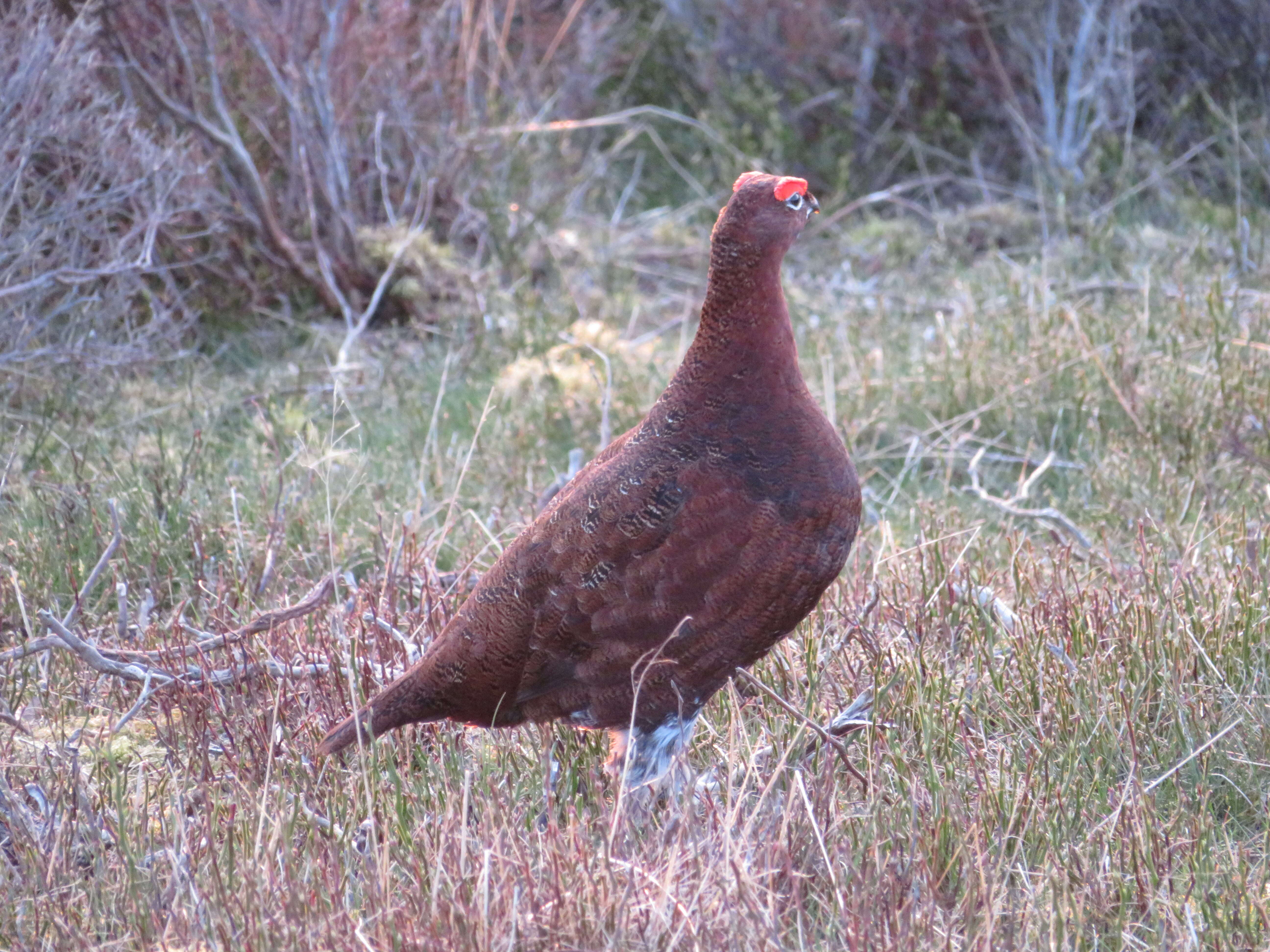 Image of Red Grouse