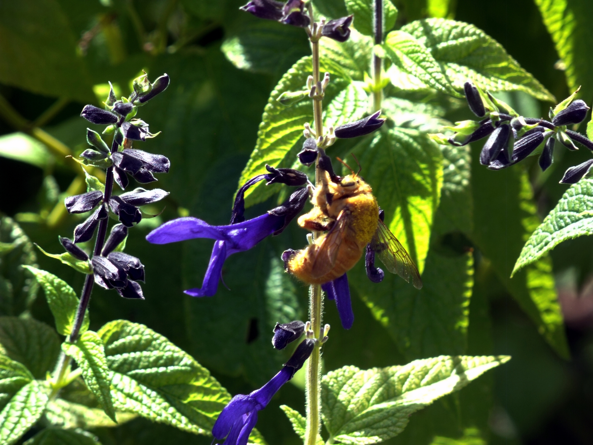 Image of Valley Carpenter Bee
