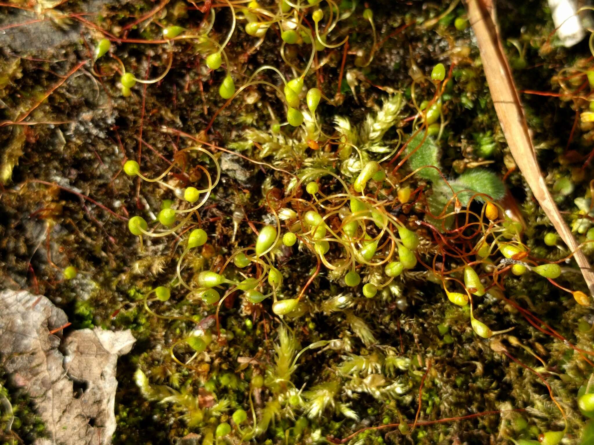 Image of Cord Moss