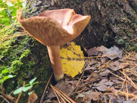 Lactarius rufus (Scop.) Fr. 1838 resmi