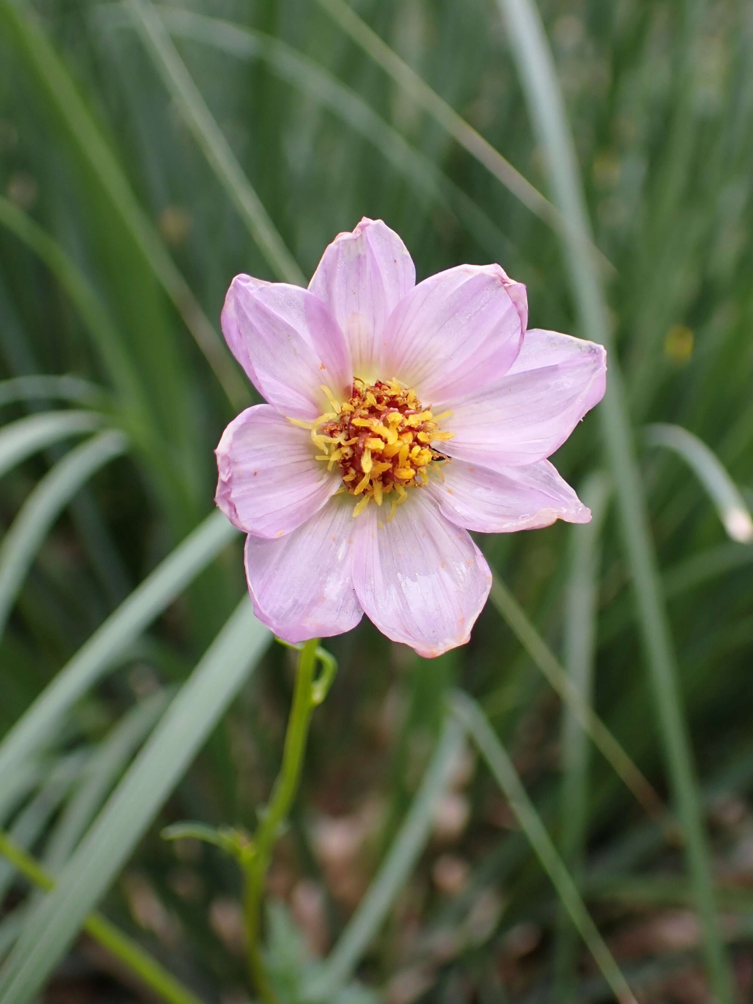 Image of Dahlia merckii Lehm.