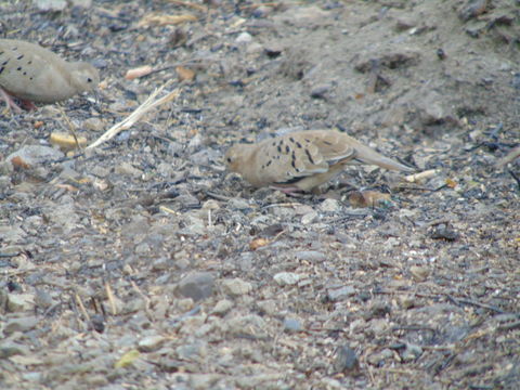 Image of Ecuadorian Ground-Dove