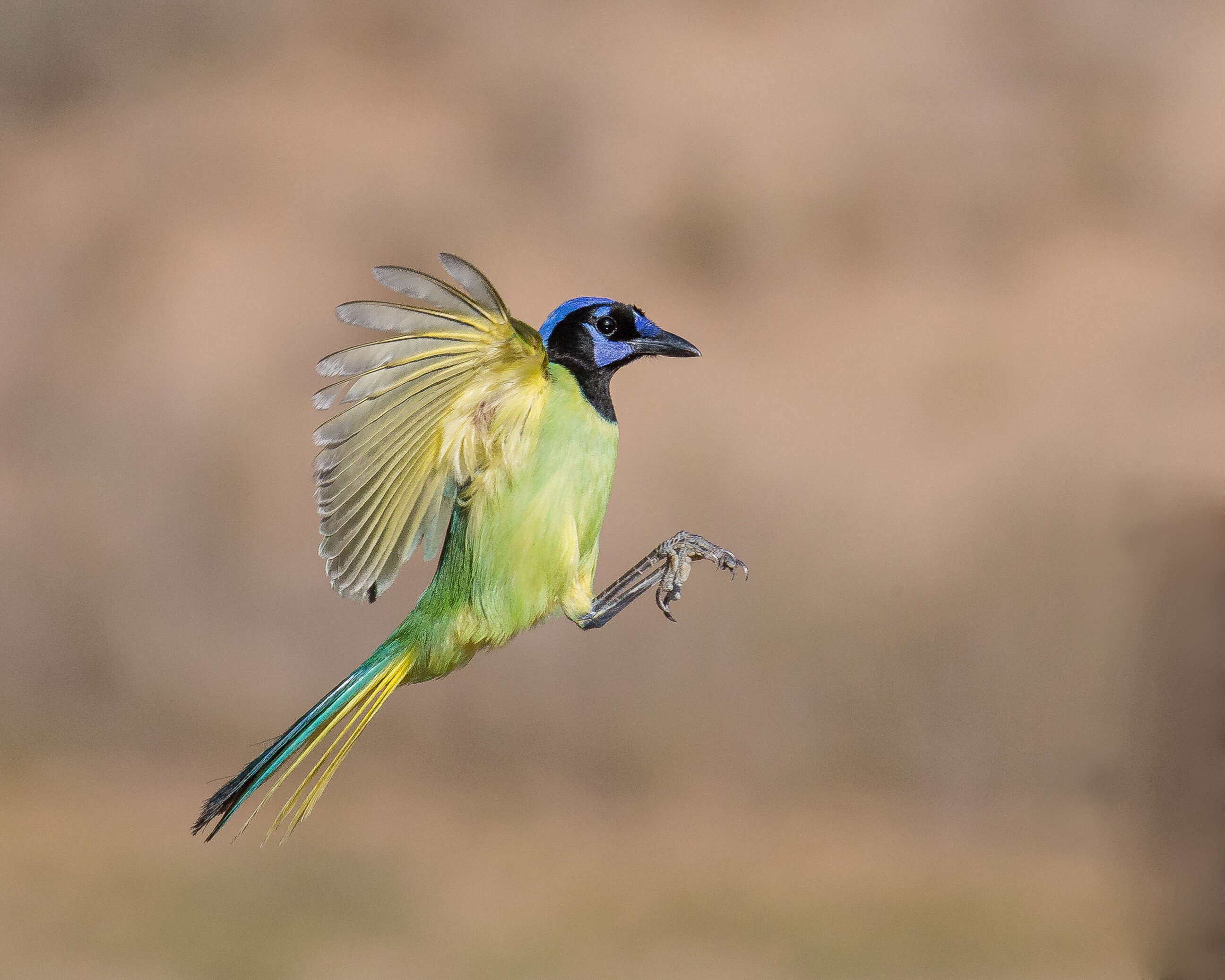 Image of Green Jay