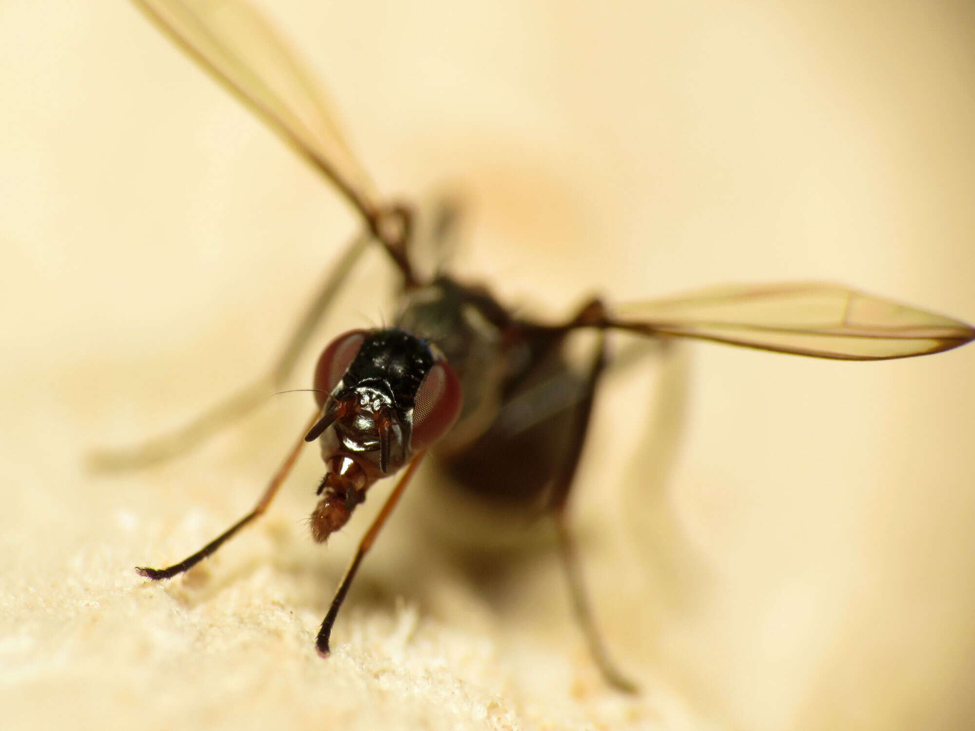 Image de Myrmecothea