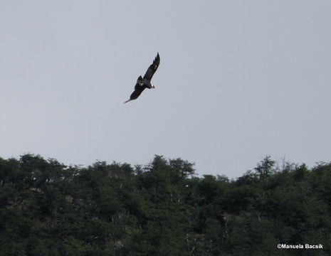 18.https www inaturalist org photos 2181932.580x360