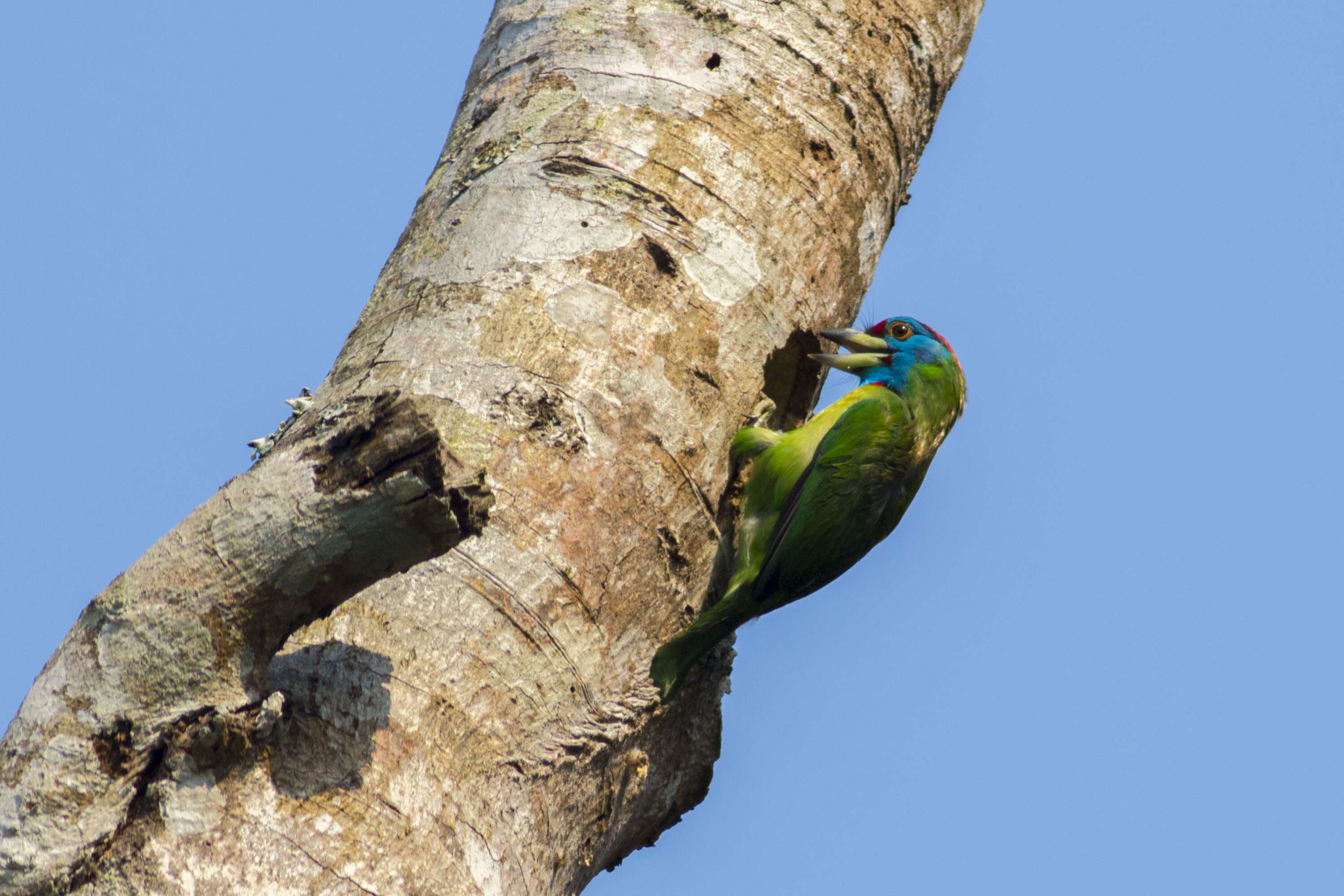 Image of Megalaima asiatica