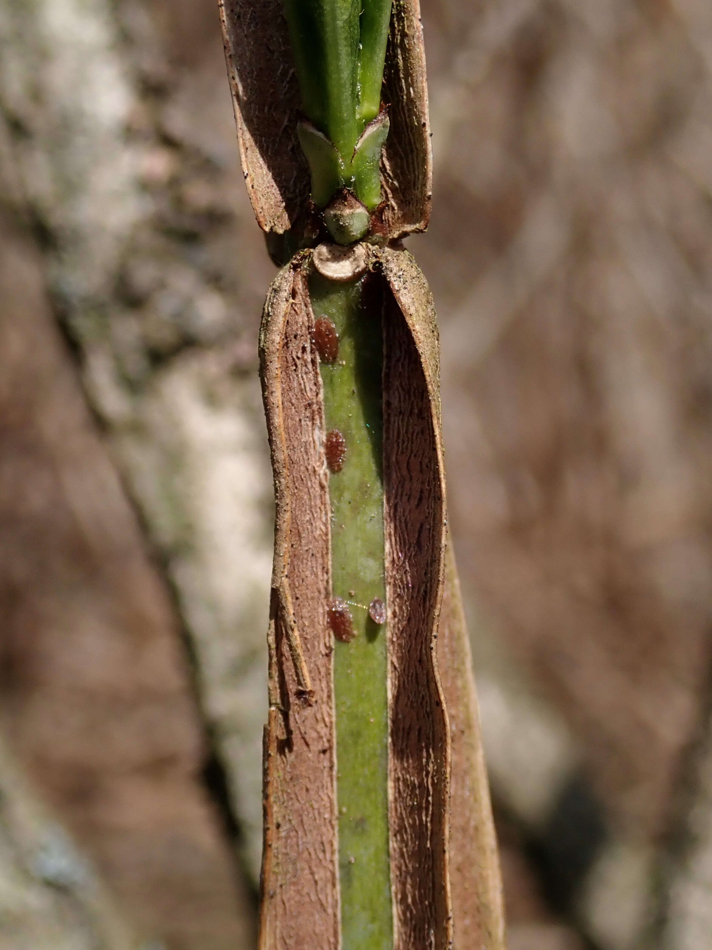 Image of corktree