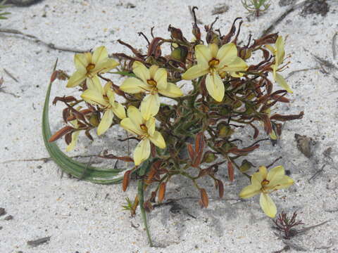 Image of Wachendorfia paniculata Burm.