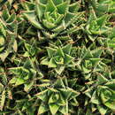 Image of Aloe × nobilis