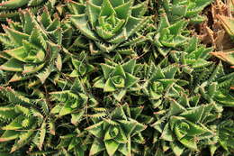 Image of Aloe × nobilis