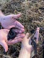 Слика од Ambystoma tigrinum (Green 1825)