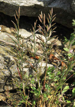 Image of fern-grass