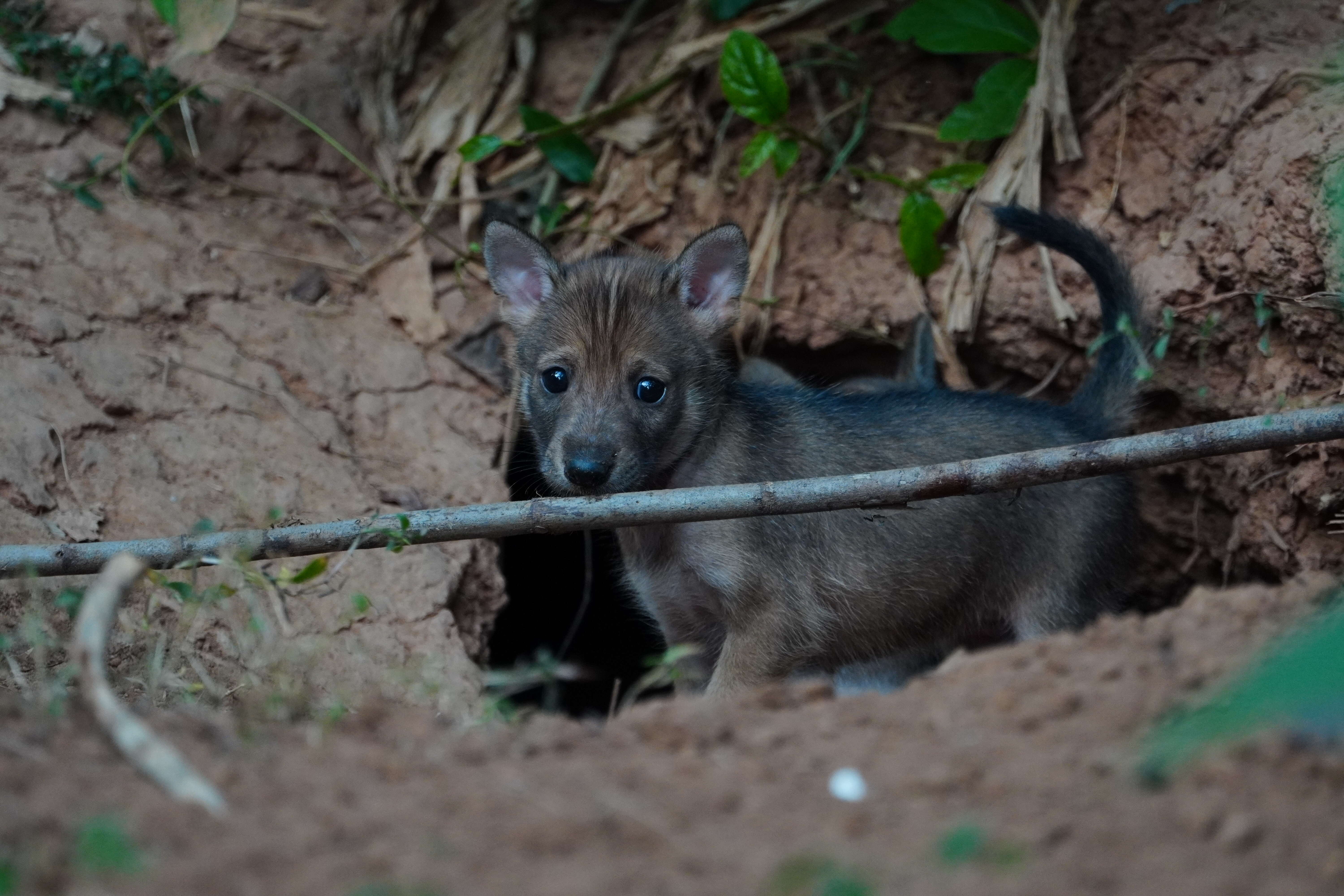 Image of golden jackal