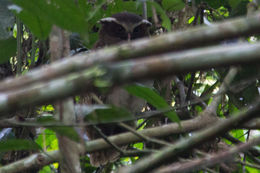 Image of Crested Owl