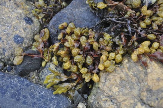 Image of <i>Fucus spiralis</i>