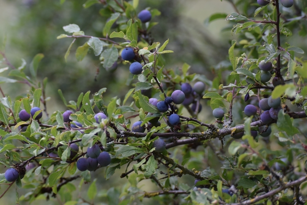 Image of <i>Prunus spinosa</i>