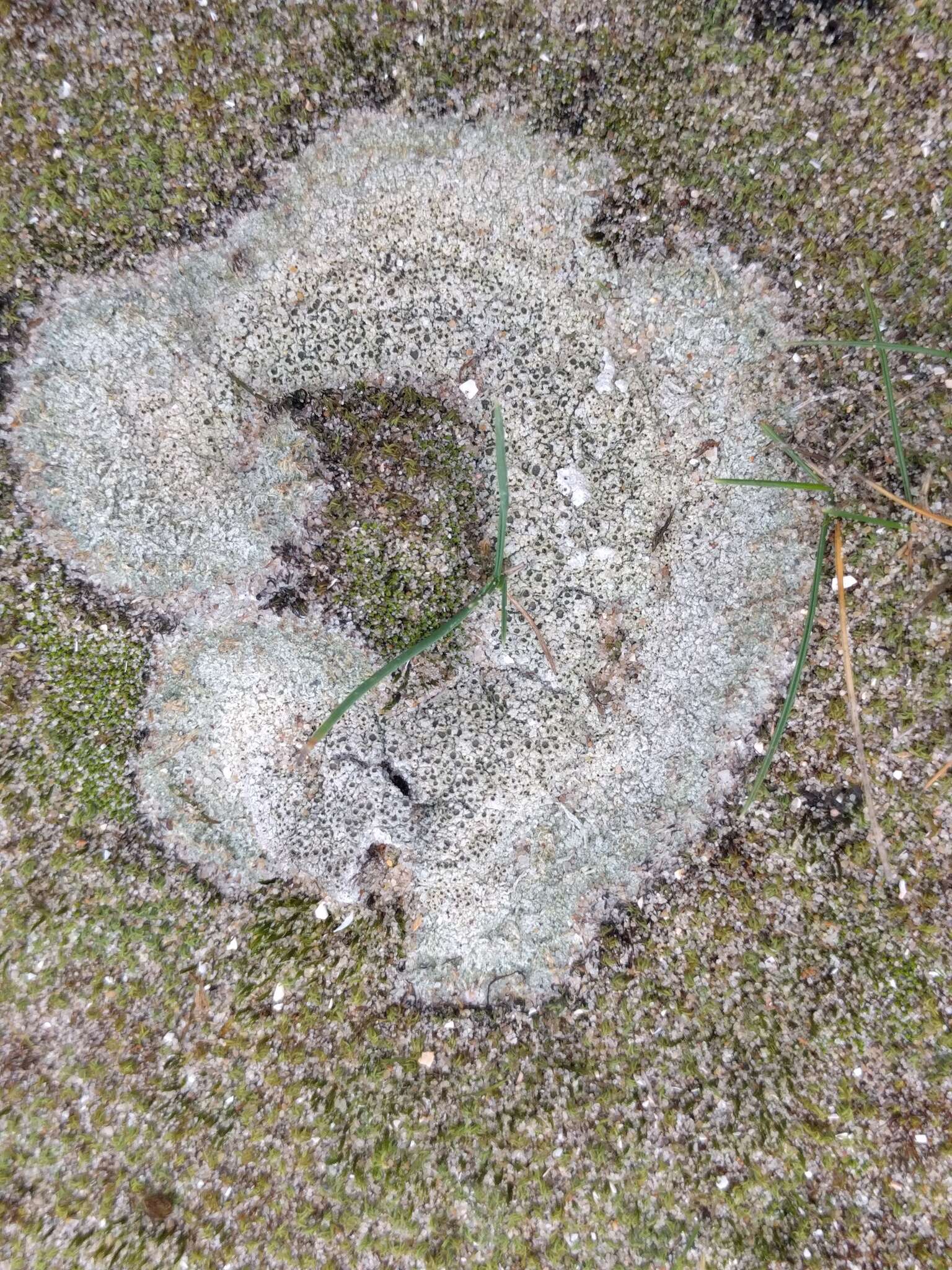 Image of Cow pie lichen