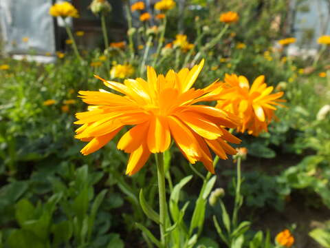 Image of pot marigold