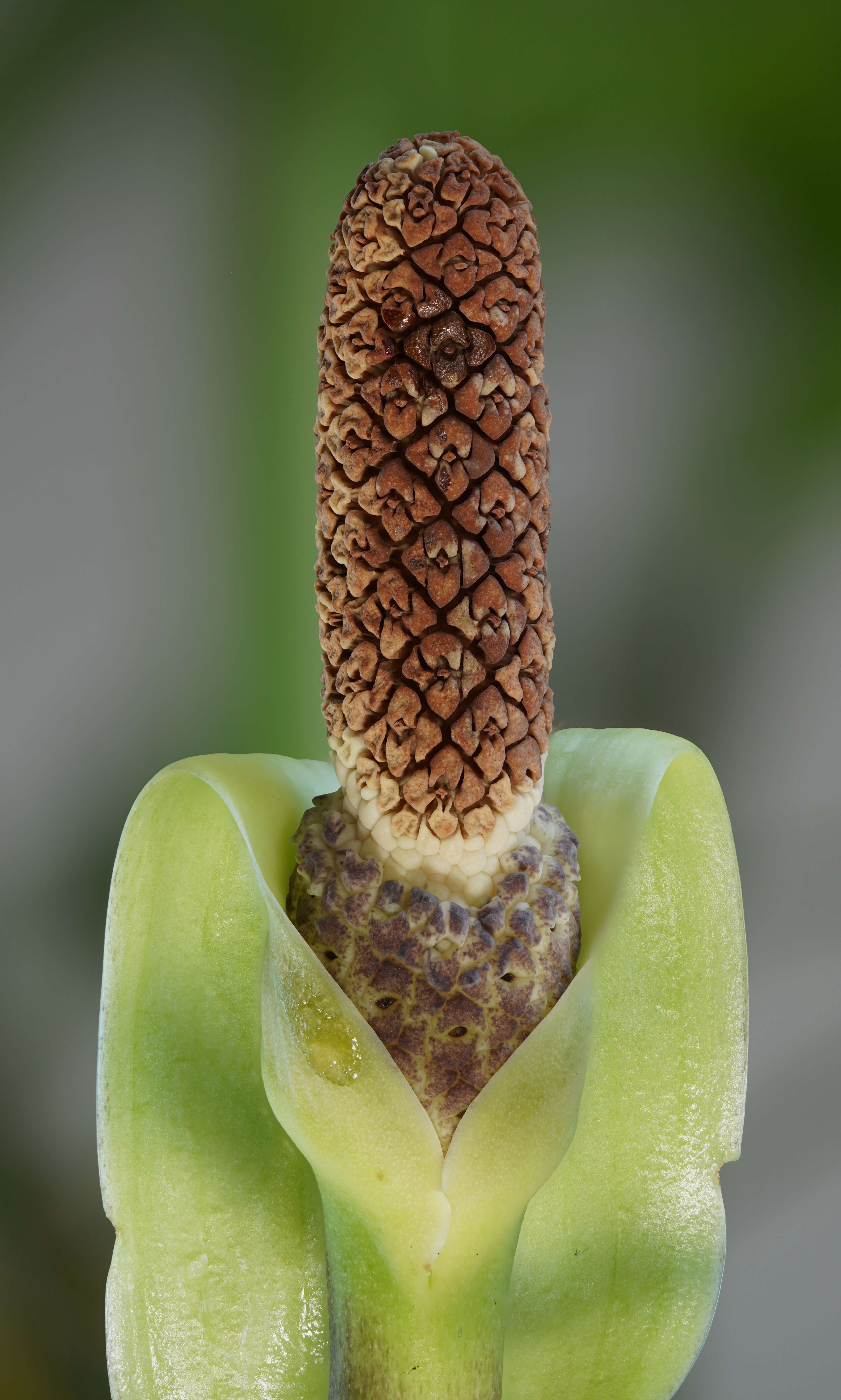 Image de Zamioculcas zamiifolia (G. Lodd.) Engl.