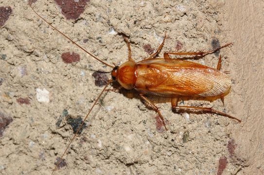 Image of Turkestan Cockroach