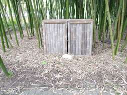 Image of running giant bamboo