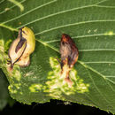 Image of Elm Sack Gall Aphid